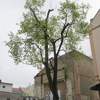 Liliovník tulipánokvětý