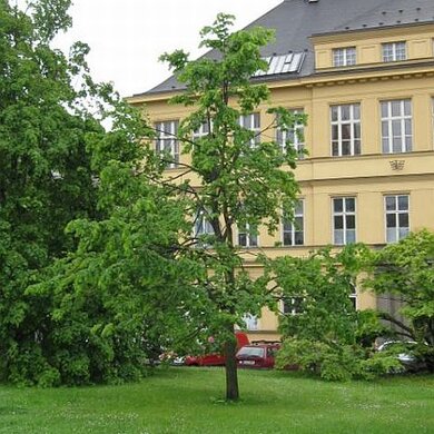 Lípa primátora Zwickau